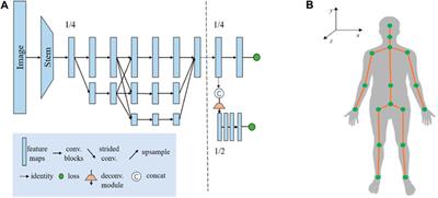 Autonomous ultrasound scanning robotic system based on human posture recognition and image servo control: an application for cardiac imaging